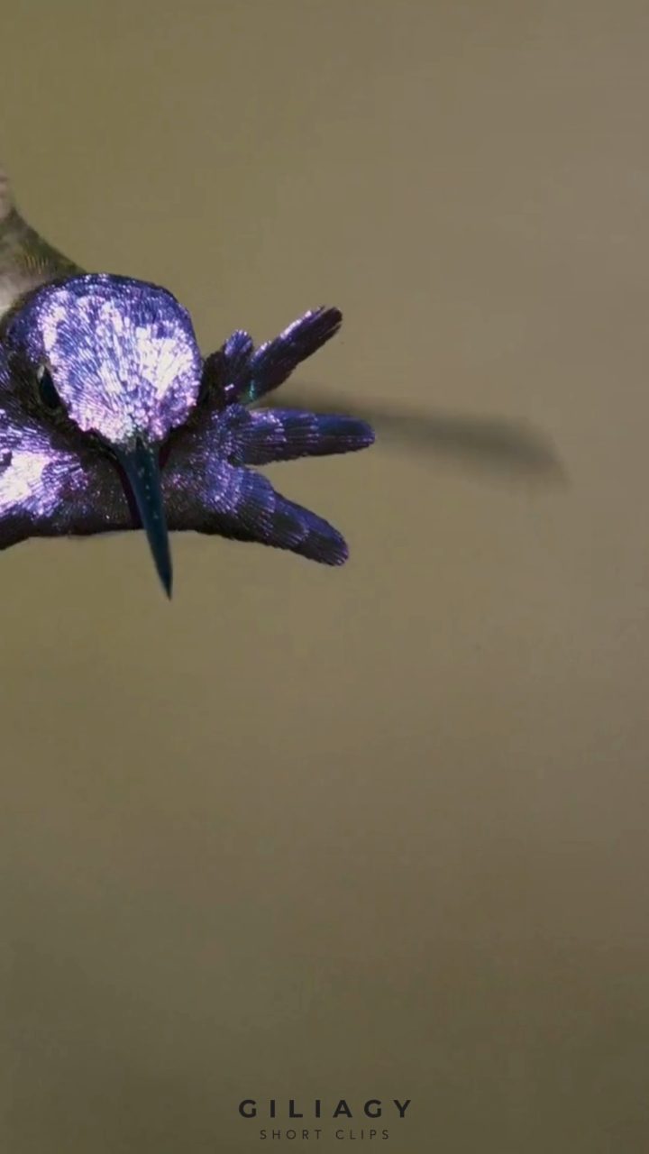 Macro frame of a jumping spider mid-turn