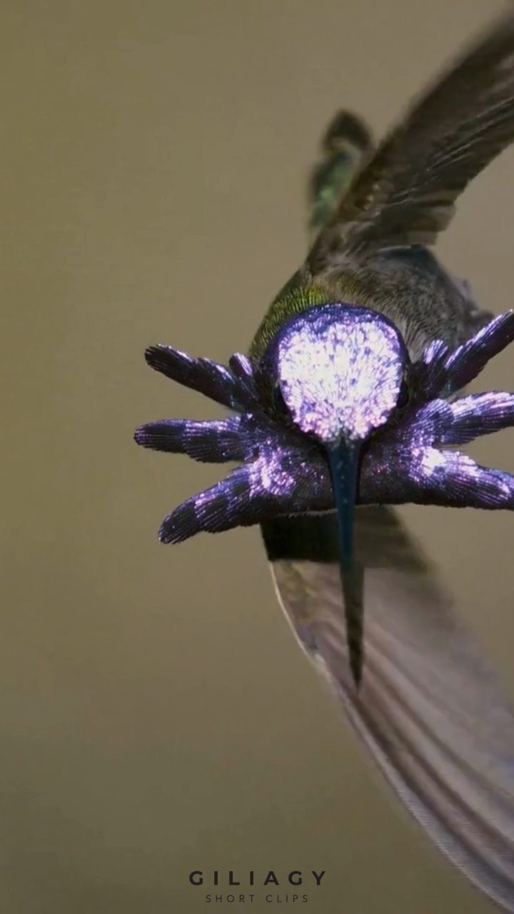 Macro frame of a jumping spider